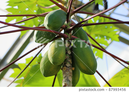 Papaya fruit Papaya fruit 87993456