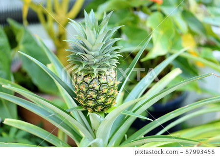 菠蘿果實 87993458