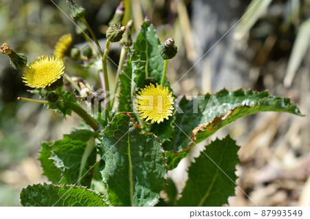 Flower of Oninagi 87993549