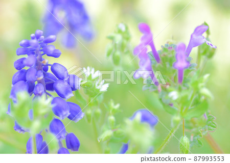 Muscari and henbit Muscari and henbit 87993553