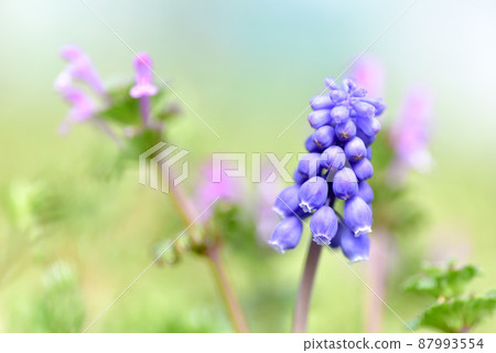 Muscari and henbit 87993554