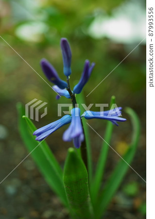 Blue flower hyacinth 87993556