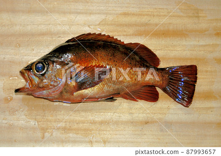 岸邊浮釣法捕獲的石斑魚 87993657