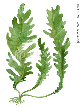 裙帶菜煮豆芽的水彩插圖 裙帶菜煮豆芽的水彩插圖 87993781