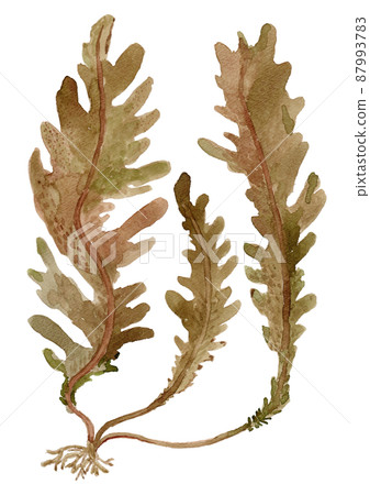裙帶菜生芽的水彩插圖 裙帶菜生芽的水彩插圖 87993783