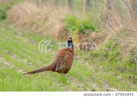 An Beautiful pheasant An Beautiful pheasant 87993843