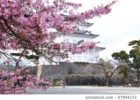 小田原市小田原城址公園小田原城天守閣和盛開的河津櫻 87994153