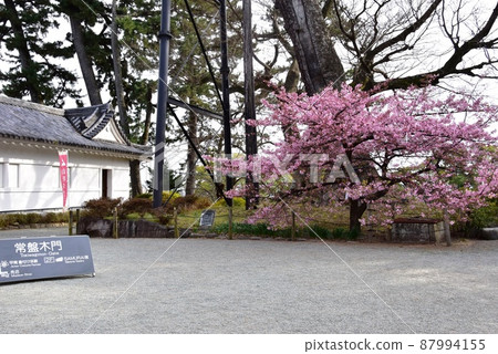 小田原市小田原城址公園常盤和文（武士館）和盛開的河津櫻 87994155