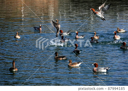 大正池，野鳥的天堂 87994185