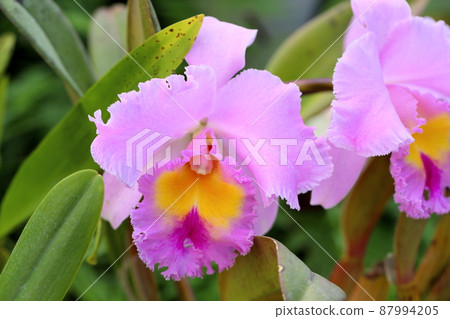 卡特蘭花 卡特蘭花 87994205