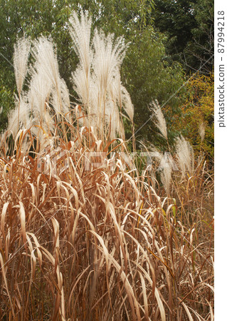 Scenery of silver grass and dead leaves 87994218