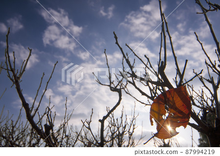 Autumn scenery on a sunny day with dead leaves hanging from bare trees 87994219