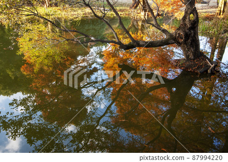 Yellow leaves of bald cypress reflected in the pond 87994220