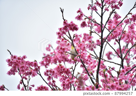 Scarlet cherry blossoms bloom Scarlet cherry blossoms bloom 87994257