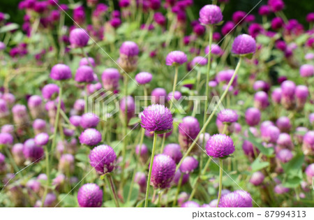 莧菜花 87994313