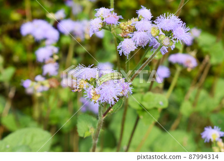 Ageratum flowers and green larvae 87994314