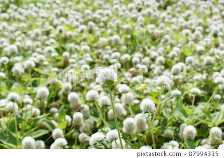 莧菜花 87994315