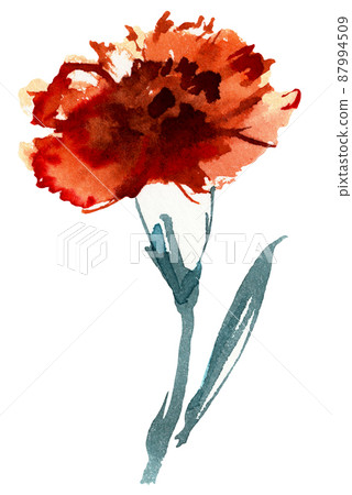 Carnation Watercolor Painting Illustration. . High quality illustration Carnation Watercolor Painting Illustration. . High quality illustration 87994509
