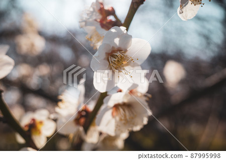 盛開的白梅花特寫鏡頭與透射光 c-2 暖色 87995998