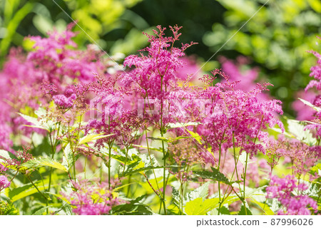 Kyoganoko Takino Suzuran Hillside Park Sapporo City Kyoganoko Takino Suzuran Hillside Park Sapporo City 87996026