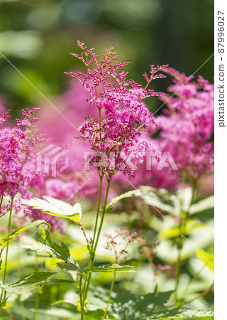 Kyoganoko Takino Suzuran Hillside Park Sapporo City Kyoganoko Takino Suzuran Hillside Park Sapporo City 87996027