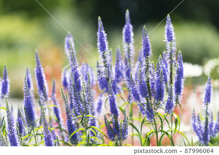 Veronica Longifolia Yurigahara Park 札幌市 87996064