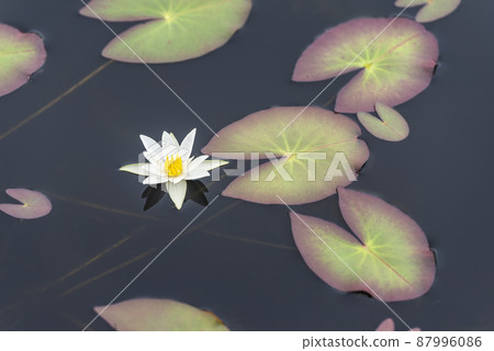 Pygmy water lily Shizukari Marsh Oshamambe Town 87996086