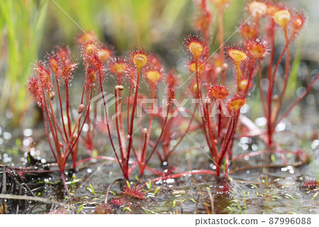 圓葉茅膏菜 Shizukari Marsh Oshamambe Town 87996088