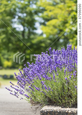 薰衣草百合原公園札幌 87996090