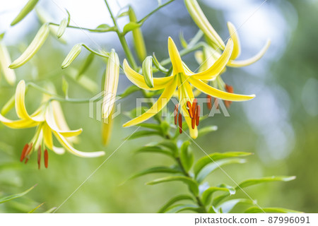 銀河百合原公園 札幌市 87996091