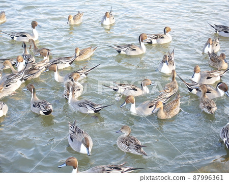 Winter bird migratory bird duck 87996361