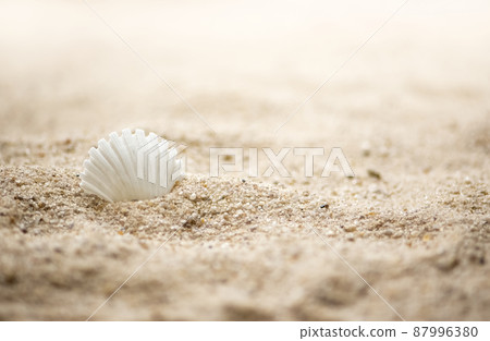 White seashell on sandy beach summer marine background White seashell on sandy beach summer marine background 87996380