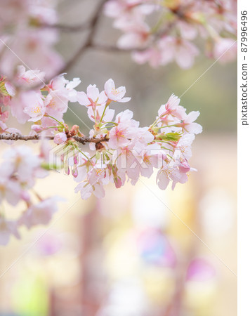 Tamanohana Sakura in full bloom Tamanohana Sakura in full bloom 87996496
