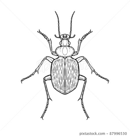 Ground beetle. Vector illustration in graphic style isolated on white background. 87996530
