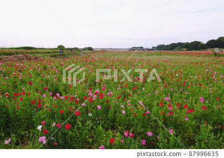 廣闊的罌粟花田/[罌粟歡樂廣場] 埼玉縣鴻巢市 87996635
