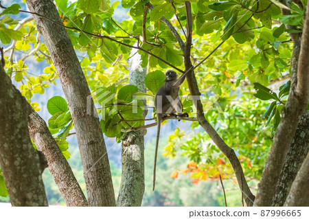 Dusky leaf Langur monkey (Trachypithecus obscurus) hang and eat green leaves on the tree at Railay beach, Krabi, Thailand Dusky leaf Langur monkey (Trachypithecus obscurus) hang and eat green leaves on the tree at Railay beach, Krabi, Thailand 87996665