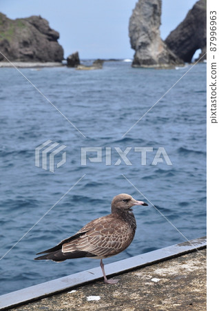 Black-tailed Gull at Dokdo Dock 87996963