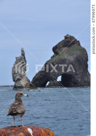 Dokdo Three Brothers Rock and the Black-tailed Gull Dokdo Three Brothers Rock and the Black-tailed Gull 87996973