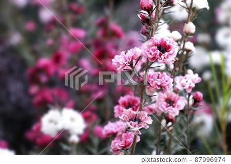 Pink flower of gourd by Pink flower of gourd by 87996974