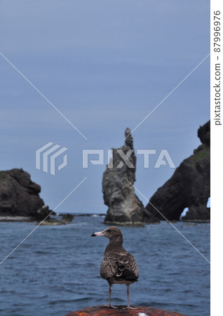 Dokdo Candlestick Rock and Black-tailed Gull Dokdo Candlestick Rock and Black-tailed Gull 87996976