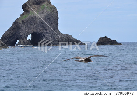 The Dokdo Three Brothers Oyster and the Flight of the Black-tailed Gull 87996978
