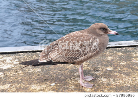 Black-tailed Gull at Dokdo Dock Black-tailed Gull at Dokdo Dock 87996986