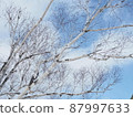 Blue sky and white birch 87997633