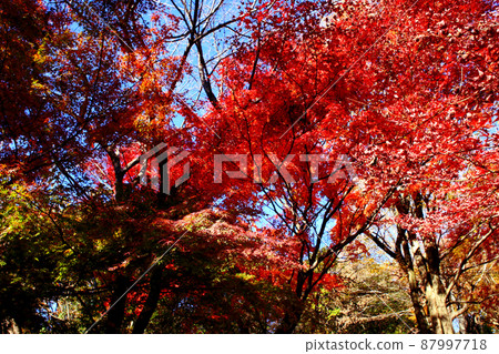 福岡縣的低山“清水山”,秋葉的風景 福岡縣的低山“清水山”,秋葉的風景 87997718