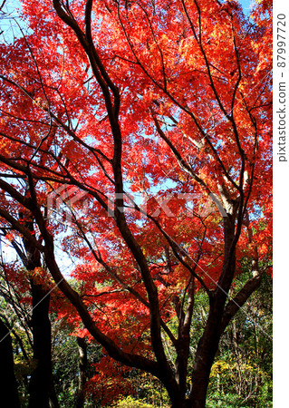 Low mountain "Shimizuyama" in Fukuoka Prefecture, scenery of autumn leaves Low mountain "Shimizuyama" in Fukuoka Prefecture, scenery of autumn leaves 87997720