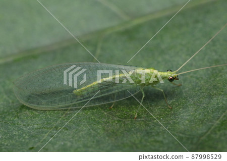 Kaoma Madagasakura Kaoma Madagasakura 87998529