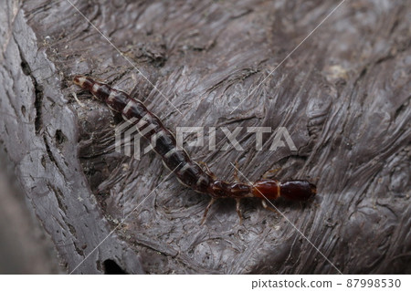 Snakefly larva Snakefly larva 87998530