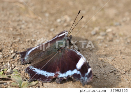 陽光下的卡尼斯卡卡納斯 87998565