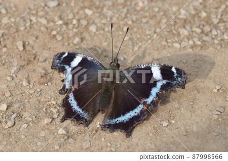Kaniska canace in the sun 87998566