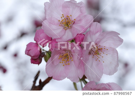 Sunshine cherry blossoms 87998567